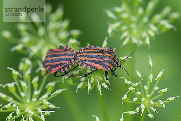 Italian striped bugs (Graphosoma italicum) mating on a flower  Bavaria  Germany  Europe