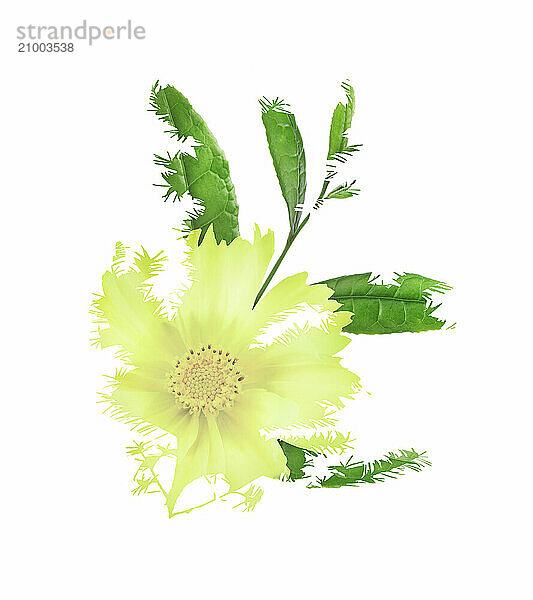 Abstract floral composition of yellow Cosmos flower and green plant leaves isolated on white