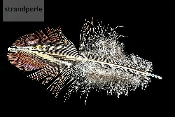 Macro shot of a red-brown pheasant feather cropped on black