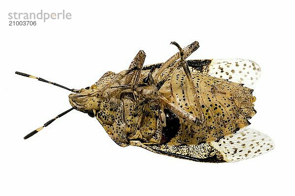 Close-up of a dead bug cropped on white