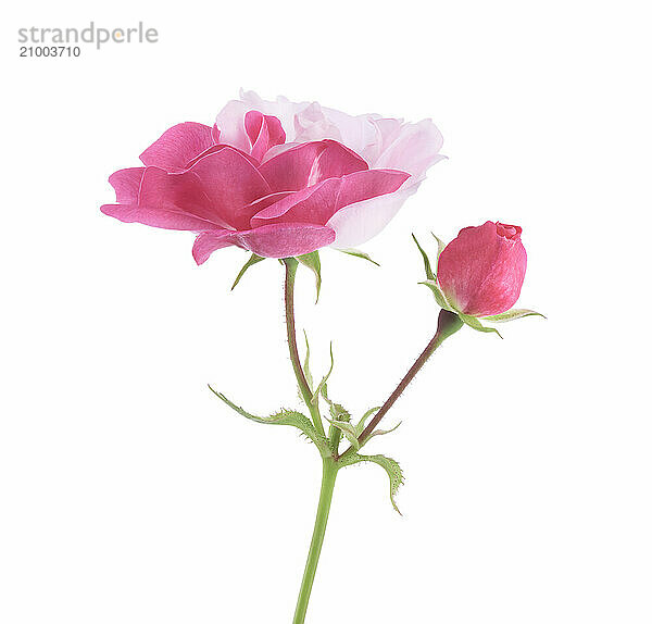 Half pink half white Damask Rose bi-color sporting flower and a bud on a green stem. Isolated on white