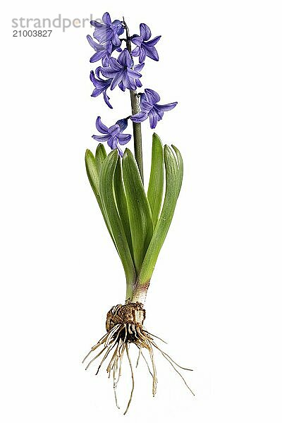 Blue hyacinth with bulb  leaves and flower cropped on white