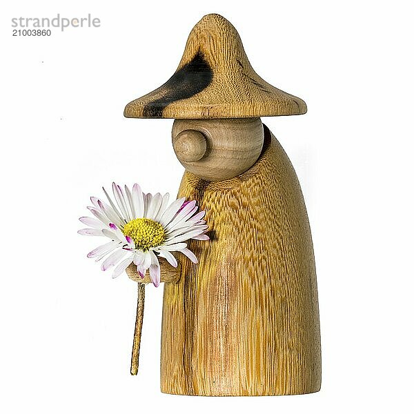 Turned wooden gnome with a daisy in his hand stands on an old tree stump  isolated on white