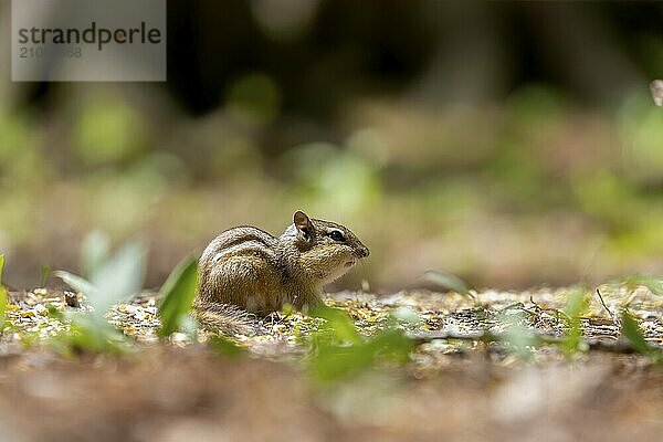 The young eastern chipmunk. Is a chipmunk species found in eastern North America