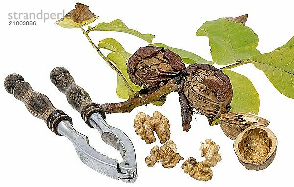 Walnuts and nutcracker with fresh walnuts on a branch and green leaves  cropped on white