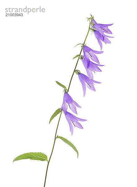 Purple bell flowers on a stem. Creeping bellflower isolated on white