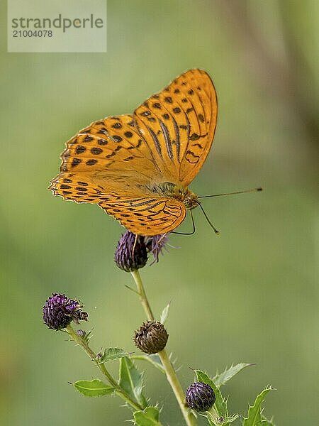 Orange emperor butterfly sitting on a thistle flower against a blurred green background