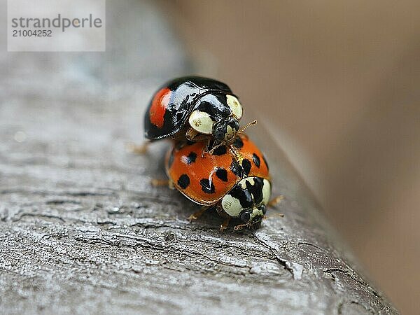 Two ladybird (Coccinellidae) mating  North Rhine-Westphalia  Germany  Europe