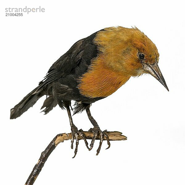 Stuffed orange black Scarlet blackbird sitting on a branch Released on white