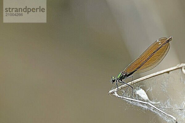 Copper demoiselle sitting on a branch in front of a blurred brown background with text space