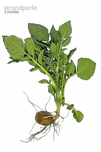 Complete young potato plant with tuber and leaves cropped on white