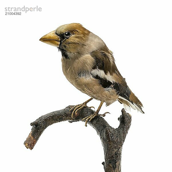 Stuffed hawfinch sitting on a branch isolated on white