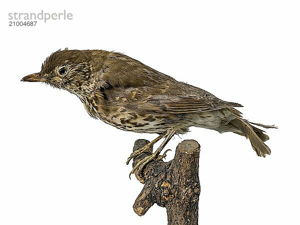 Stuffed European song thrush sitting on a branch Released on white