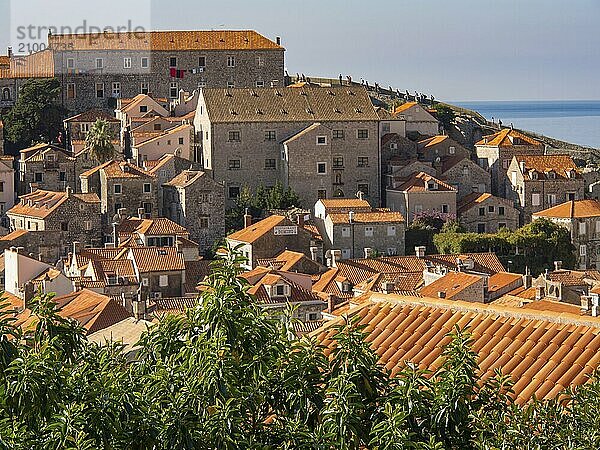 View of a city with historic buildings and tiled roofs surrounded by green foliage  Dubrovnik  Mediterranean Sea  Croatia  Europe