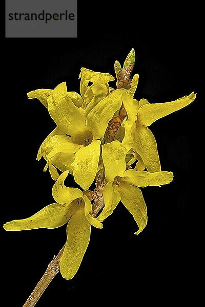 Close-up of yellow forsythia blossoms against a black background