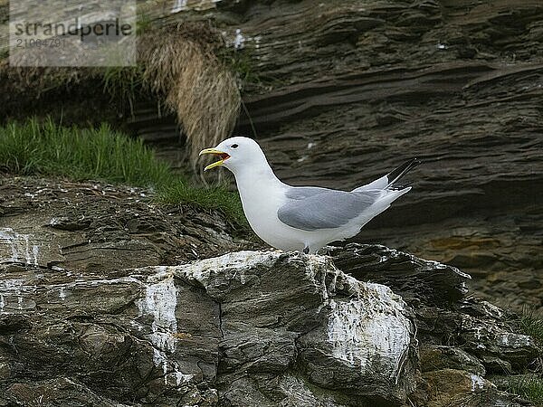 Black-legged kittiwake (Rissa tridactyla)  adult bird calling in breeding colony on coastal cliffs of Arctic Ocean  May  Varanger Fjord  Norway  Europe