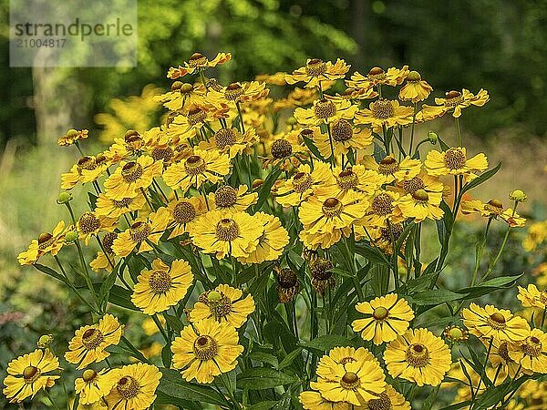 Close-up of yellow helenium flowers in full bloom in a garden with blurred green background  Neuhaus Castle  Germany  Europe