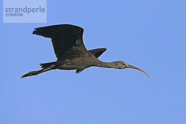 Glossy ibis (Plegadis falcinellus)  Joe Overstreet Landing  Everglades NP  Florida  USA  North America