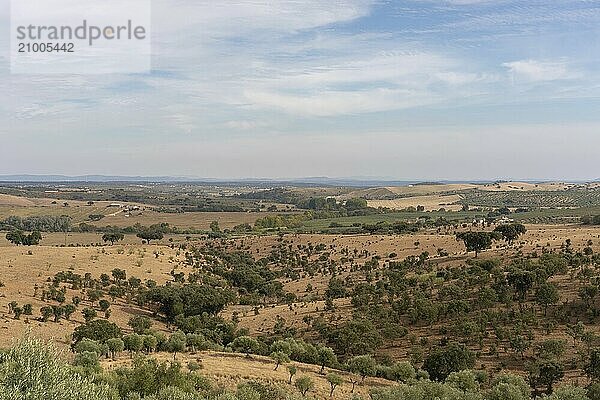 Alentejo beautiful green and brown landscape with olive and cork trees in Terena  Portugal  Europe