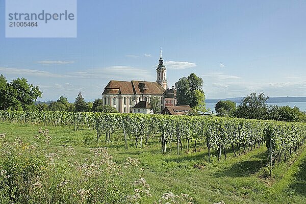 Baroque basilica with vineyards  landscape  nature  view of lake  view  pilgrimage church  Birnau  Uhldingen-Mühlhofen  Obersee  Lake Constance  Lake Constance area  Baden-Württemberg  Germany  Europe