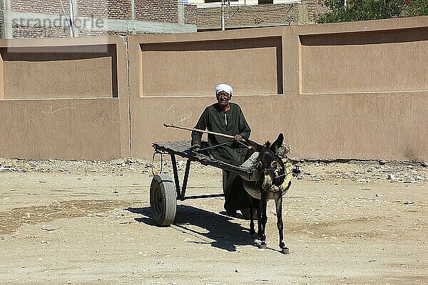 Man with donkey cart  donkey team in Luxor  West-Luxor  Africa  Egypt  Africa