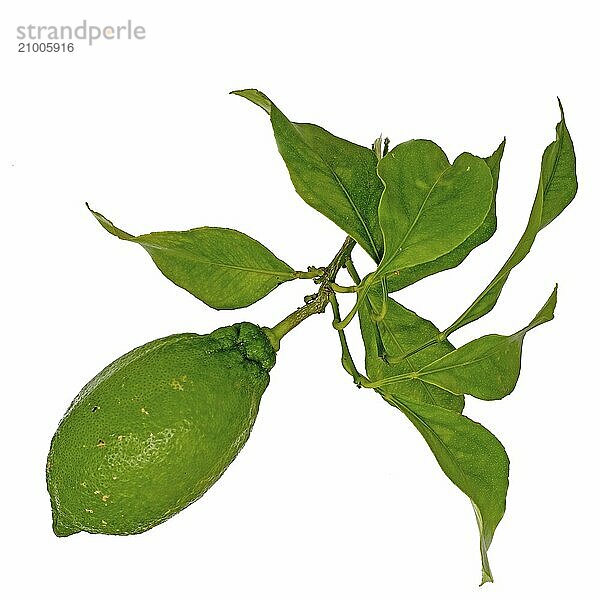 Lemon on a branch with isolated leaves on a white background