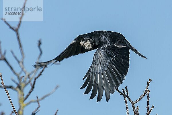 Hooded Crow ? Jackdaw landing in front of a blurred grey background