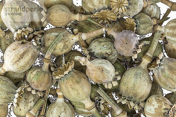 Ripe  dry poppy seed pods piled up as background cut out on white