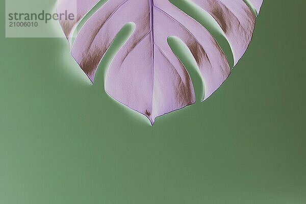 Monstera palm pink leaf on green background. Inverted colors.