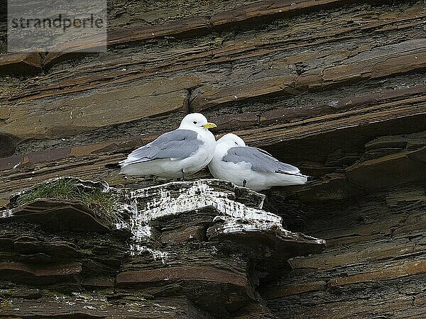 Black-legged kittiwake (Rissa tridactyla)  breeding pair at breeding colony  on coastal cliffs of Arctic Ocean  May  Varanger Fjord  Norway  Europe