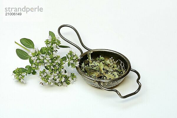 Dried oregano in a tea strainer and a sprig of flowering oregano  Origanum vulgare