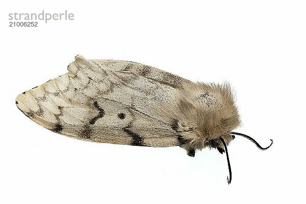 Dead gypsy moth  Lymantria dispar  moth lying on its side against a white background