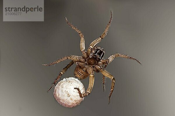 Spider with eggs on a grey background