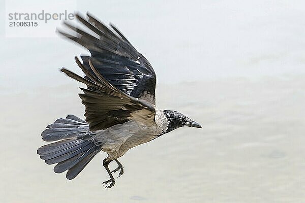 Hooded Crow ? Jackdaw landing in front of a blurred grey background