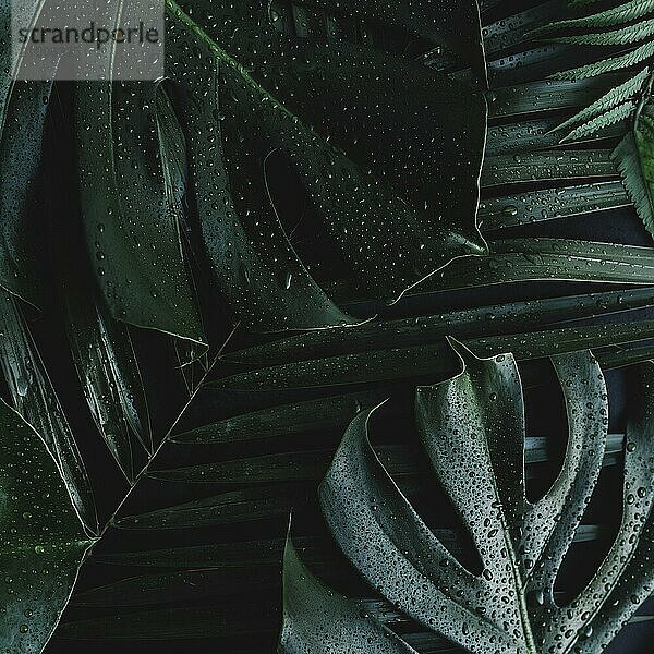 Monstera palm green leaves on black background.