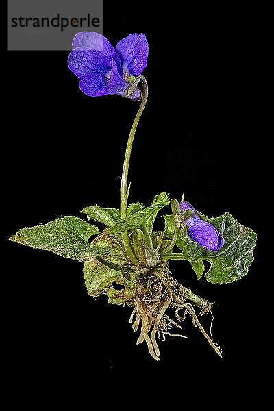 Whole March violet with flower  buds  leaves and roots cropped on black