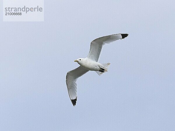 Black-legged kittiwake (Rissa tridactyla)  adult bird in flight  May  Varanger Fjord  Norway  Europe