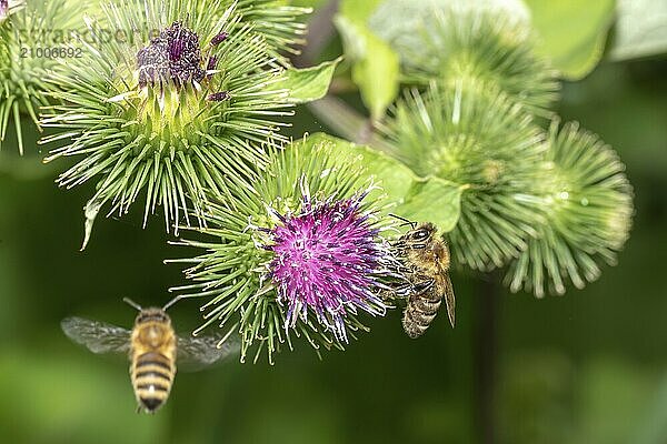 Flying and sitting honeybee on a thistle flower in front of a blurred green background