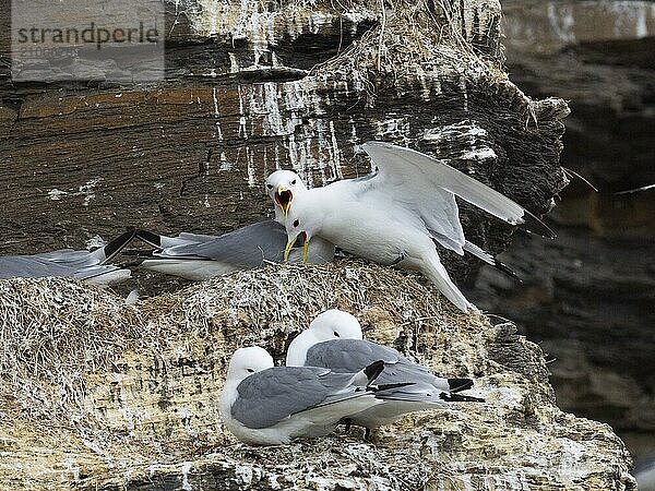 Black-legged kittiwake (Rissa tridactyla)  greeting ceremony of pair at nest in breeding colony  on coastal cliffs of Arctic Ocean  May  Varanger Fjord  Norway  Europe