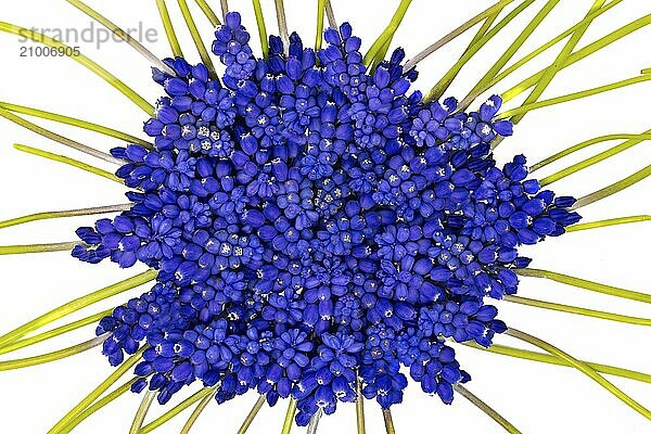 Blue grape hyacinths with green stems lie in a jumbled arrangement on white