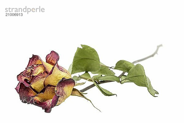 Yellow-red rose with withered leaves cropped on white