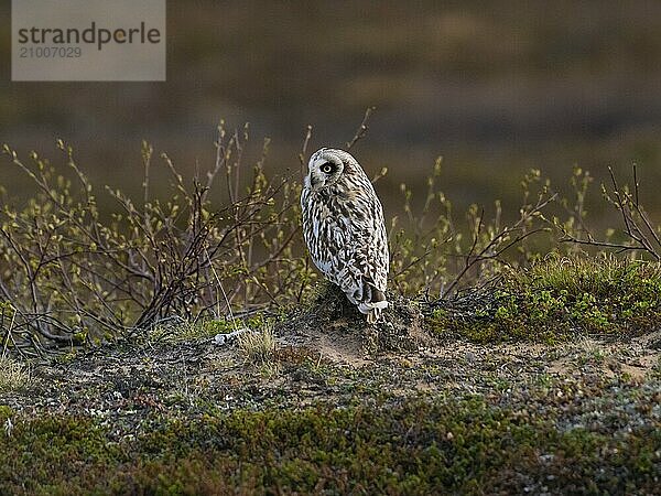 Short-eared owl (Asio flammeus) sitting on the ground resting  in the tundra  May  Varanger National Park  Varanger Fjord  Norway  Europe