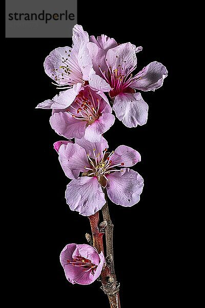 Close-up of a branch of the bitter almond with flowers  buds and leaves cropped to black