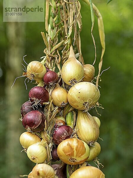 Different types of onions tied into a braid in front of a blurred green background