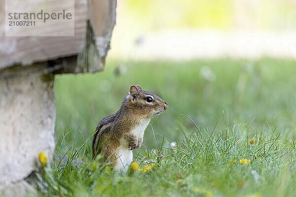 The eastern chipmunk (Tamias striatus) on a meadow. The eastern chipmunk is a chipmunk species found in eastern North America