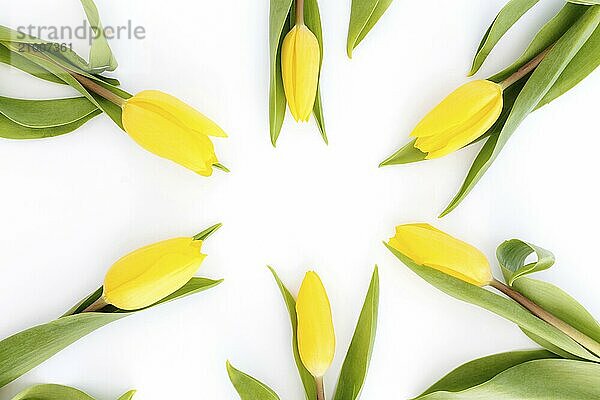 Flat lay with yellow tulip flowers on white background. Concept for greeting card for Easter  Mother's day  International women's day  Saint Valentine's day.