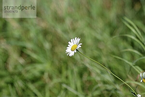 Marguerites (Leucanthemum)  Flower  Blossom  The blossom of a single daisy against a green background