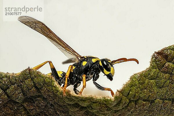 Portrait of a domestic field wasp crawling over a leaf in front of a blurred brown background