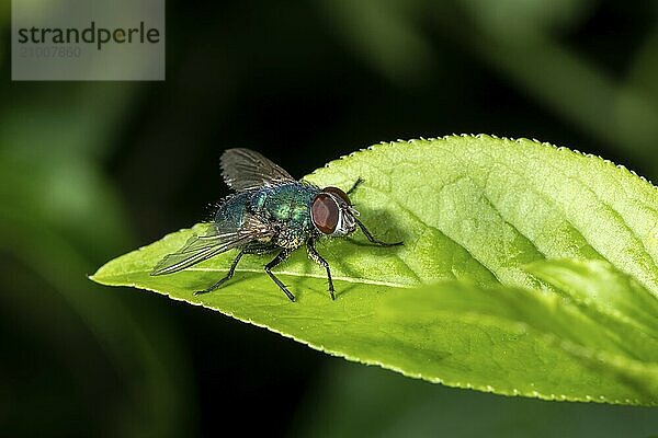 Close-up of a blowfly sitting on a leaf in front of a green background