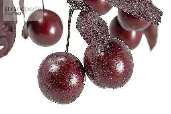 Red blood plums hanging on a branch with leaves cropped on white